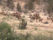 Elk